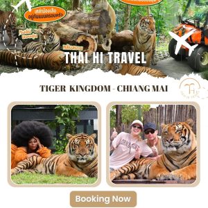 清邁老虎園 Tiger Kingdom Chiang Mai