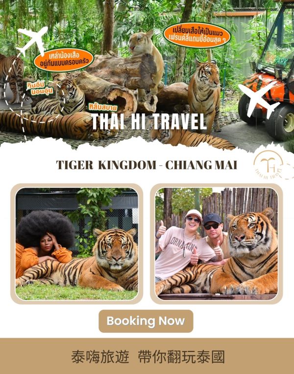清邁老虎園 Tiger Kingdom Chiang Mai