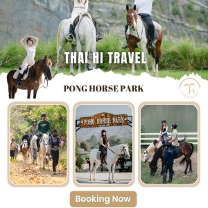 清邁山野騎馬體驗 Pong Horse Park