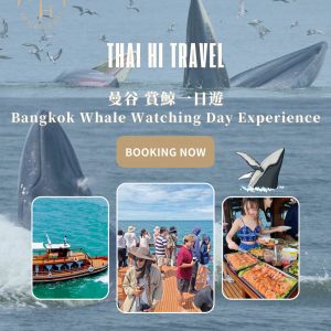 曼谷賞鯨一日遊 Bangkok Whale Watching Day Experience